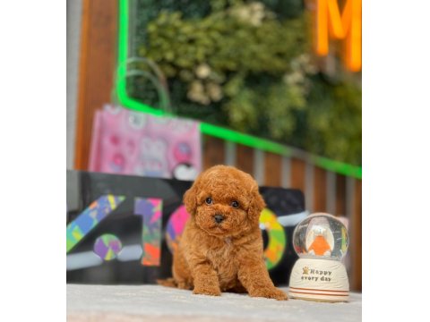 Orjinal Toy Poodle Yavrular