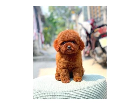 2 Aylık Toy Poodle Köpeklerim
