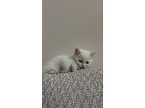 Sağlıklı British Shorthair Yavru Kedimiz