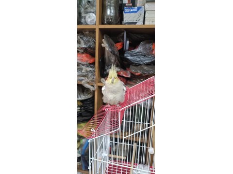 Takım Damızlık 1.5 Yaş Sultan Papağanı