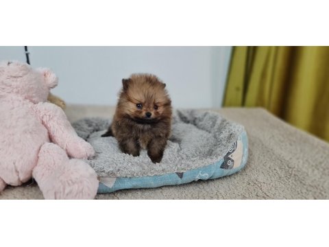 Pomeranian Irk Ve Sağlık Garantili