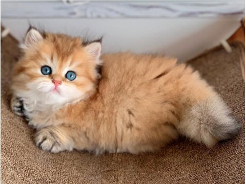 Efsane Güzellikteki Golden British Longhair Ny12