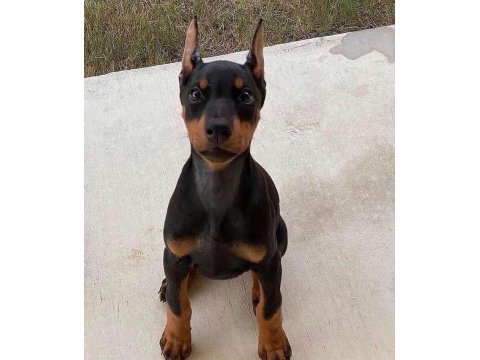 Efsane Biblo Gibi Estetikli Teslime Hazır Doberman Yavrular