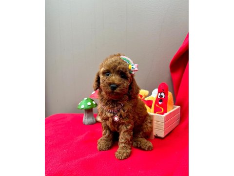 Safkan Toy Poodle Yavru Köpekler