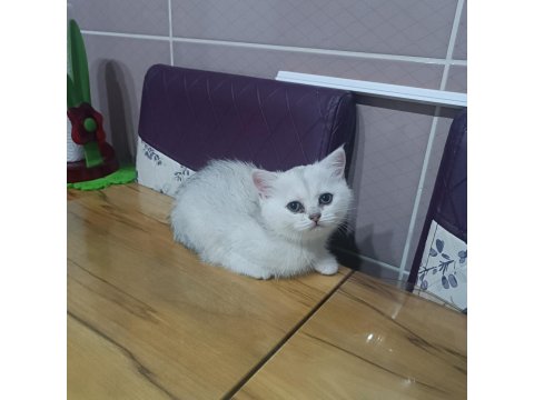 Minik British Shorthair Prenses