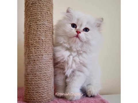 Golden Point British Longhair Yavru Erkek