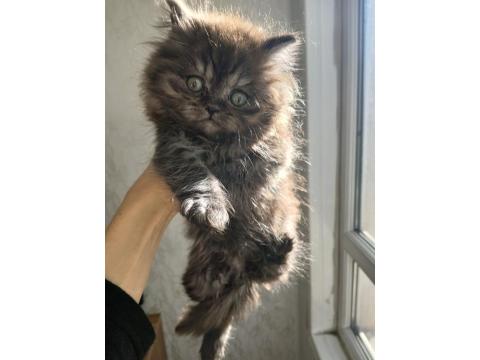 British Shorthair Silver Chocalate Ve Bicolor