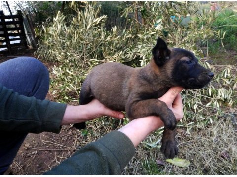 Kişi Ve Alan Koruma İçin Belçika Kurdu