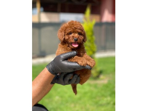 Toy Poodle Yavrusu Köpekler