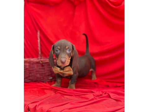 Safkan Dachshund Yavrularımız