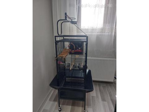 2 Adet Sultan Papağanı Ve Büyük Boy Kafeste Satılık