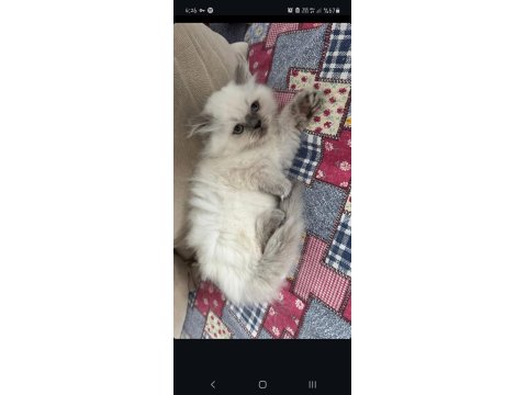 Minik British Yavrumuza Yuva Arıyoruz