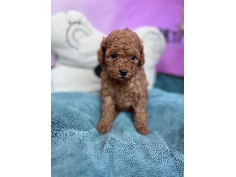 Red Brown Toy Poodle Bebekler