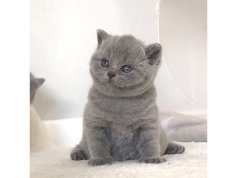 Vazgeçilmez Gri British Shorthair Yavrumuz