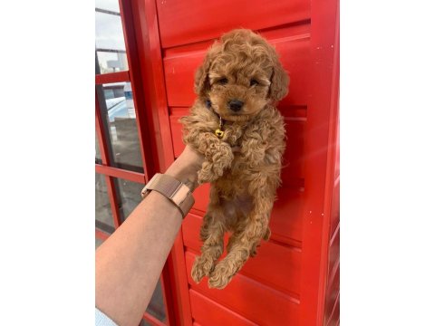 Safkan Ve Pasaportlu Toy Poodle Yavruları