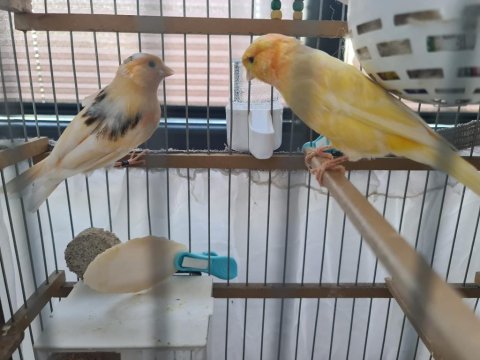 El Yapımı Ahşap Kafes + Çift Kanarya