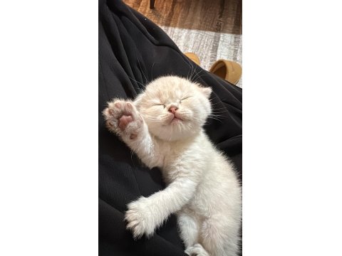 Prenses Kedimiz Yeni Yuvasını Arıyor!