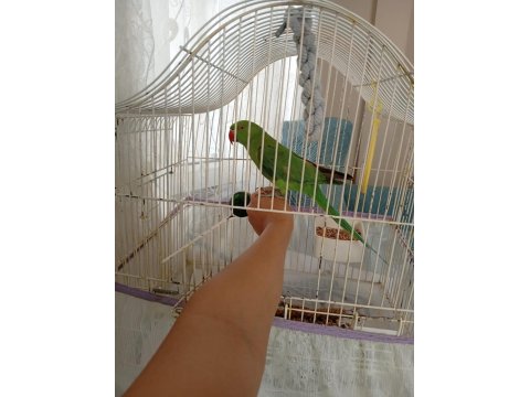 6-7 Aylık Isırma Bağırma Bilmez Pakistan