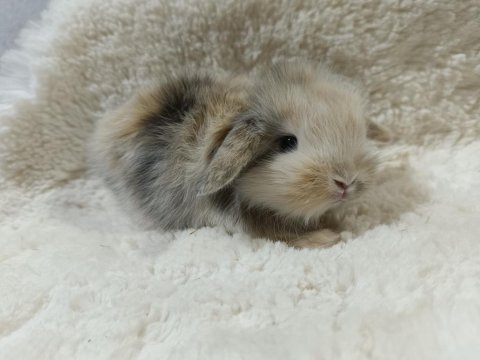 Yavru Hollanda Lop Ve Cüce Tavşanları
