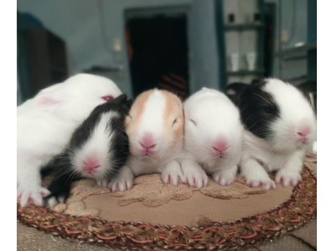 Cüce Tavşan Yavruları (Küçük Irk)