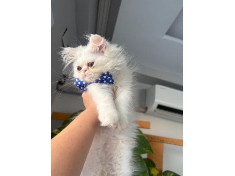 Irk Garantili British Bebeklerim