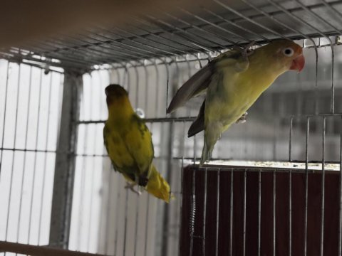 Cennet Ve Sevda Papağanı