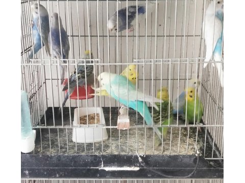 Yetişkin Muhabbet Kuşu