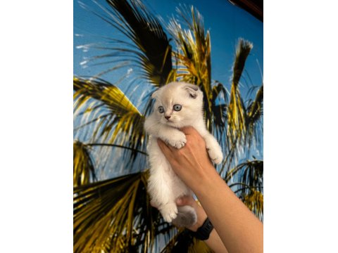 Irk Ve Sağlık Garantili Scottish Fold Bebekler