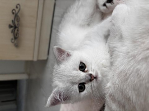 Dünya Güzeli Sağlıklı British Shorthair Bebekler