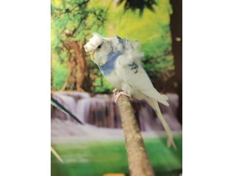 Ücretsiz Sahiplendirme Japones Ev Üretimi 2025 Doğumlu Muhabbet Kuşu