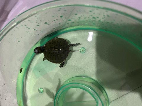 0-3 Aylik Kırmızı Yanaklı Çok Kaplumbağa