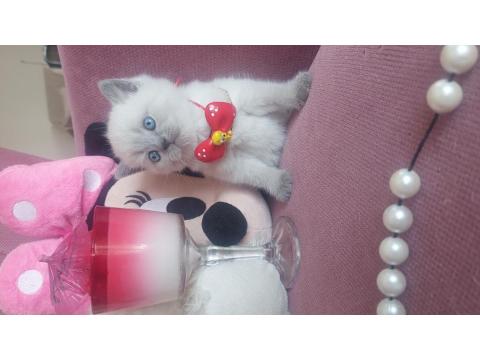 En Mükemmel British Shorthair Bebekler