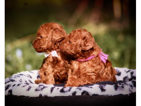 Toy Poodle Kore Red Brown Mini Yavrularımız