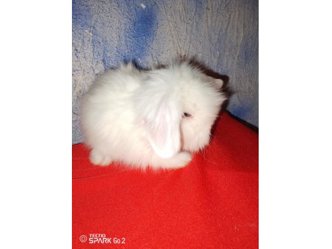 Teddy Lop Tavşan Yavrular 30 Günlük Mavi Göz
