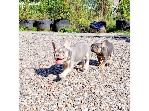 Fransız Bulldog Yavruları