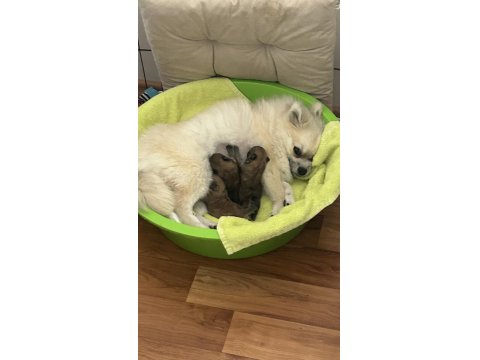 Pomeranian Boo 7 Günlük Dişi