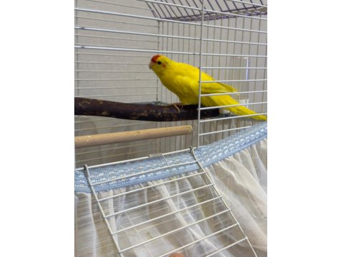 Sağlıklı Yavru Kakariki Papağanı