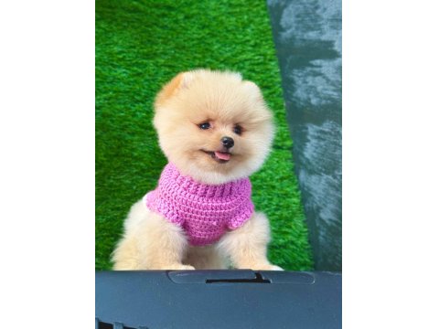 Orijinal Güler Yüzlü Show Kalite Pomeranian Yavrumuz