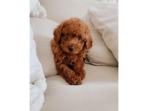 Irk Garantili Toy Poodle Yavruları
