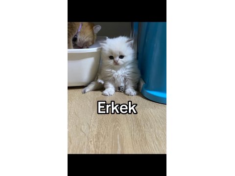 A+ British Shorthair Yavruları