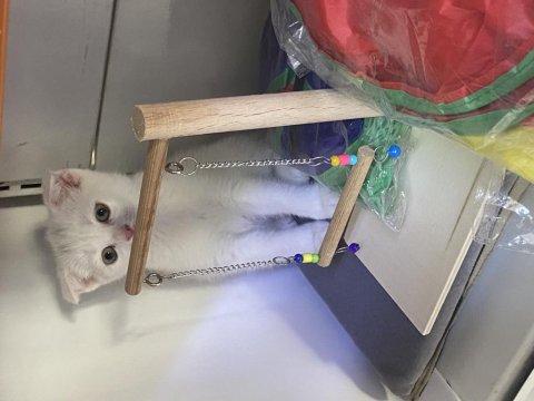 Scottish Fold (Beyaz Yavrumuz)