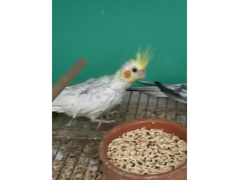 Yavru Sultan Papağanları