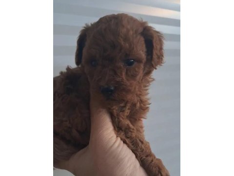 A Kalite Toy Poodle Yavrularımız
