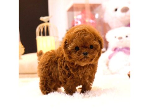Güzel Kore Poodle Bebeklerim