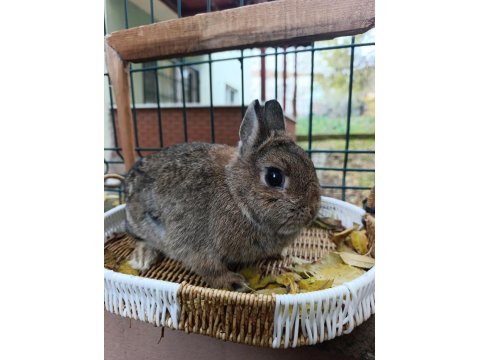 Hollanda Cüce Tavşan Anaç Takım 2+1 Yada 3+1