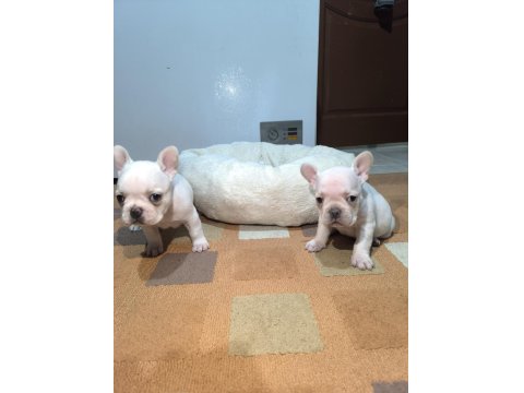 A Kalite Egzotik French Bulldog Yavrular