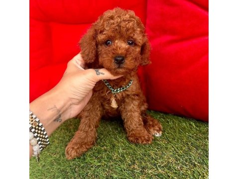 Safkan Toy Poodle Yavrular