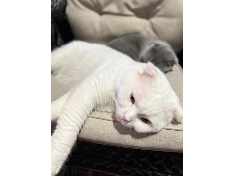 Scottish Fold Erkek