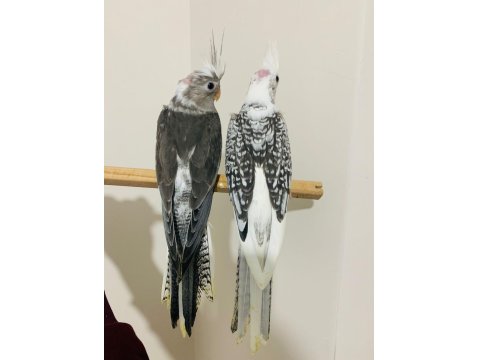 40 Günlük Sultan Papağanı Yavruları