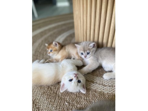 British Shorthair Yavru Kediler Rezerveye Açık!